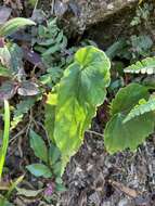 Image of Begonia wutaiana C. I Peng & Y. K. Chen