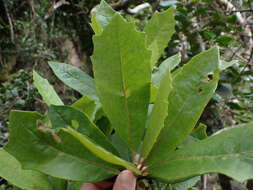 Image of Brachylaena glabra (L. fil.) Druce