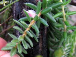 Image of Adenandra uniflora (L.) Willd.