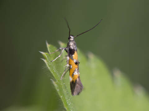 Image of Mompha locupletella