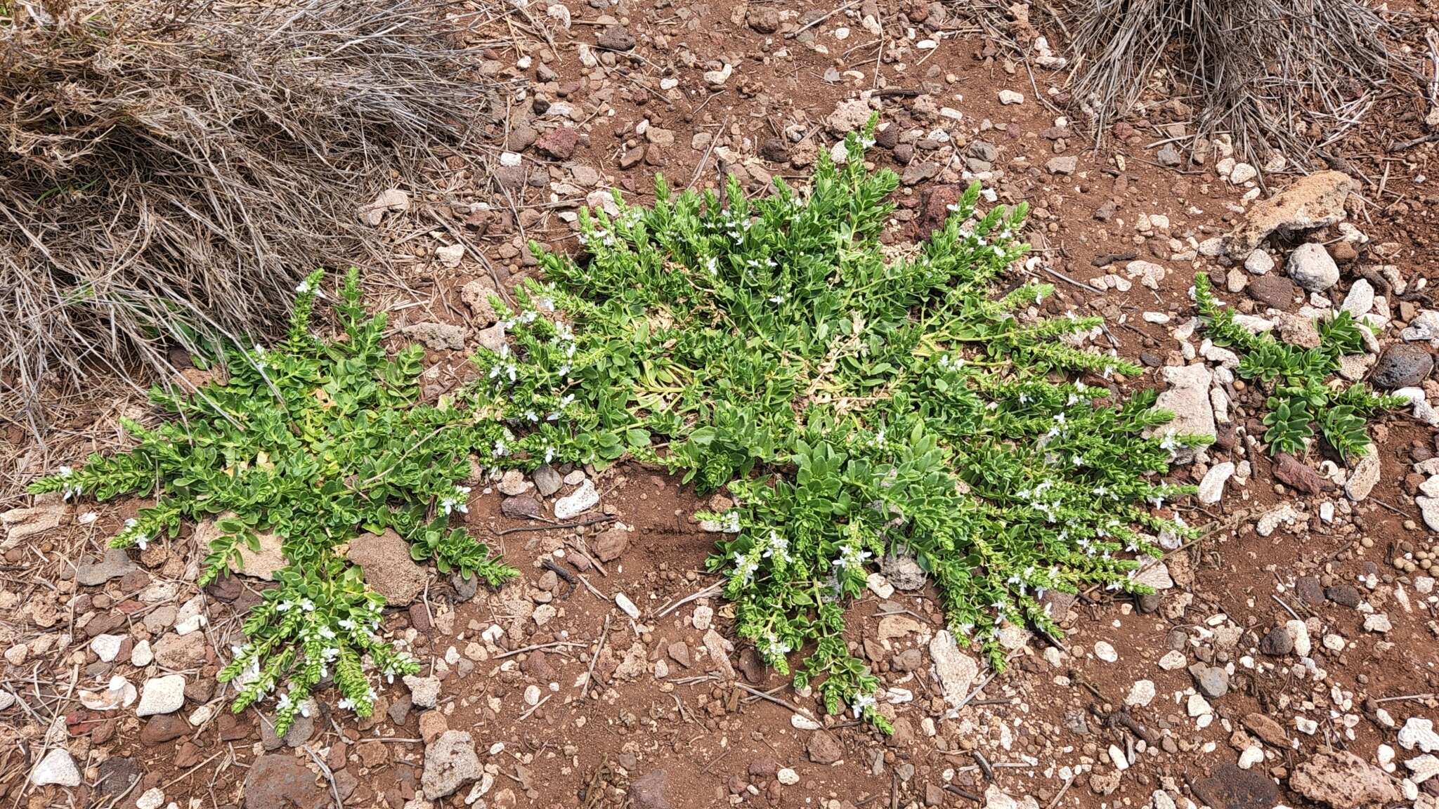 Image of Teucrium townsendii Vasey & Rose