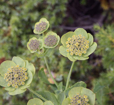 Image of Bupleurum angulosum L.