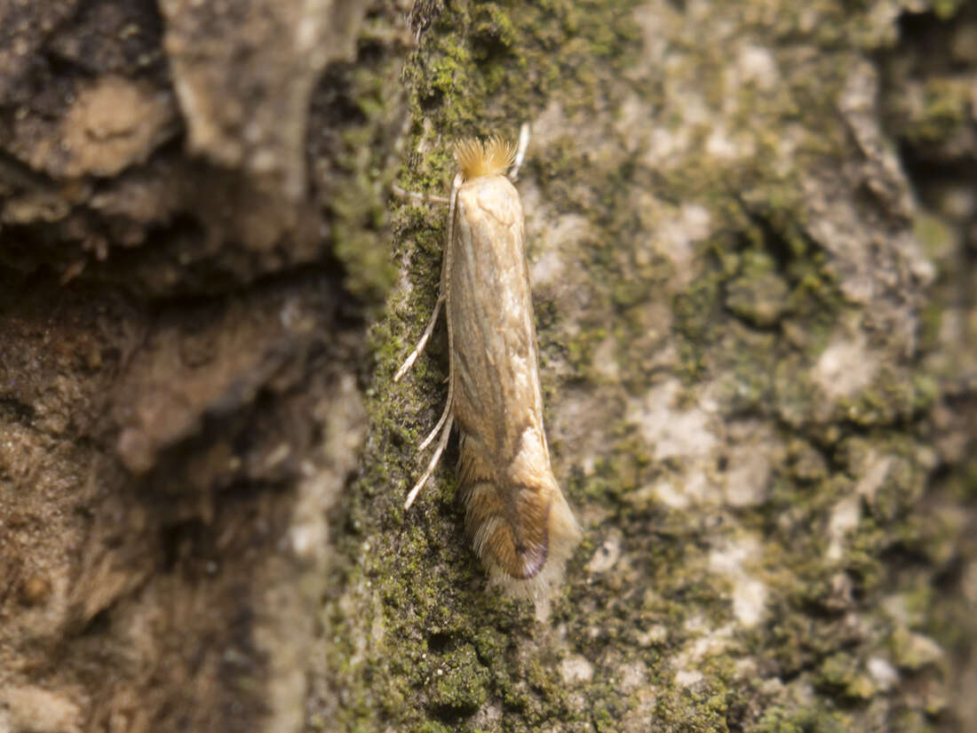 Phyllonorycter quercifoliella (Zeller 1839)的圖片