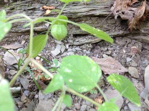 Physalis missouriensis Mackenzie & Bush的圖片