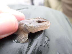 Image of Rhinogobius gigas Aonuma & Chen 1996