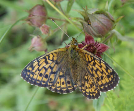 Image of <i>Boloria angarensis</i>