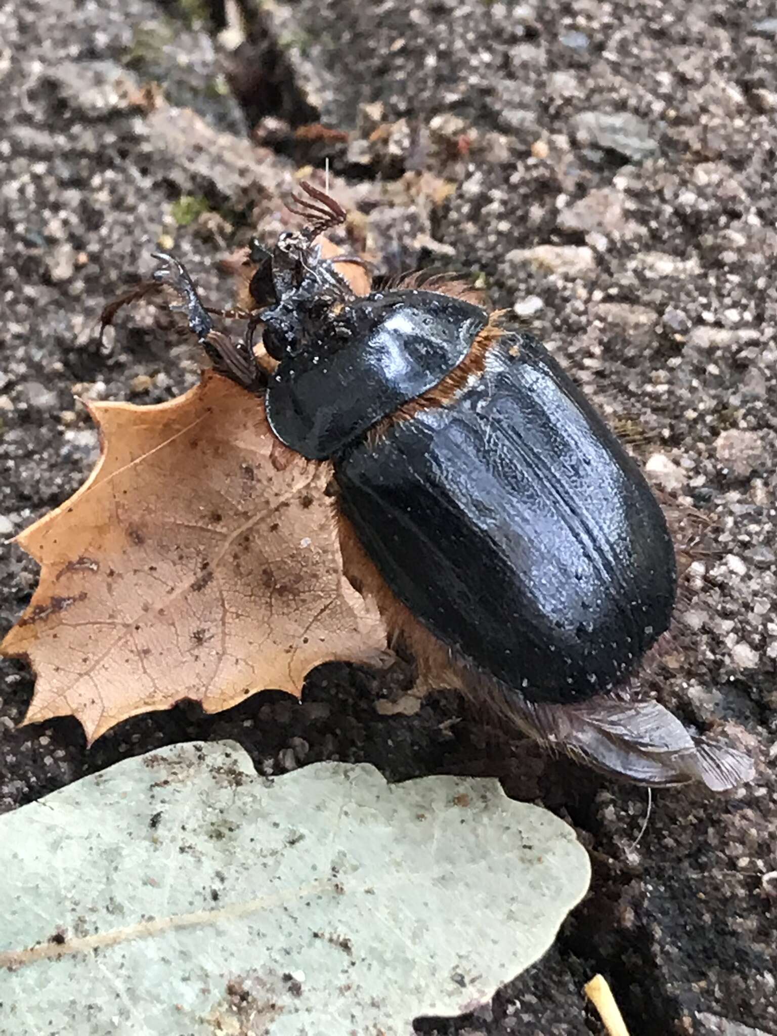 Sivun Pleocoma fimbriata Le Conte 1856 kuva