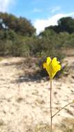 Imagem de Linaria viscosa (L.) Dum.-Courset