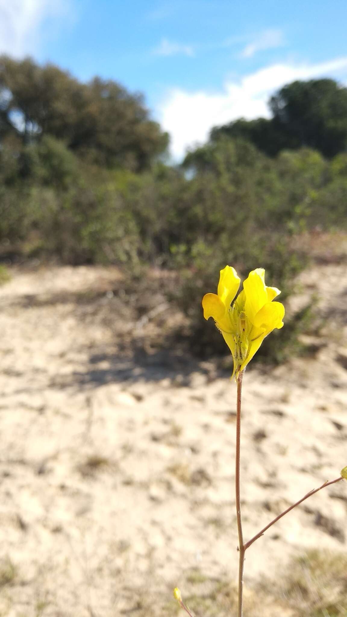 Image of Linaria viscosa (L.) Dum.-Courset