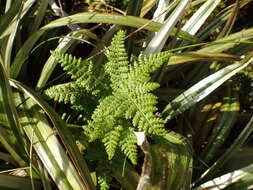 Image of Hypolepis millefolium Hook.