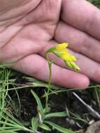 Schizochilus zeyheri Sond. resmi