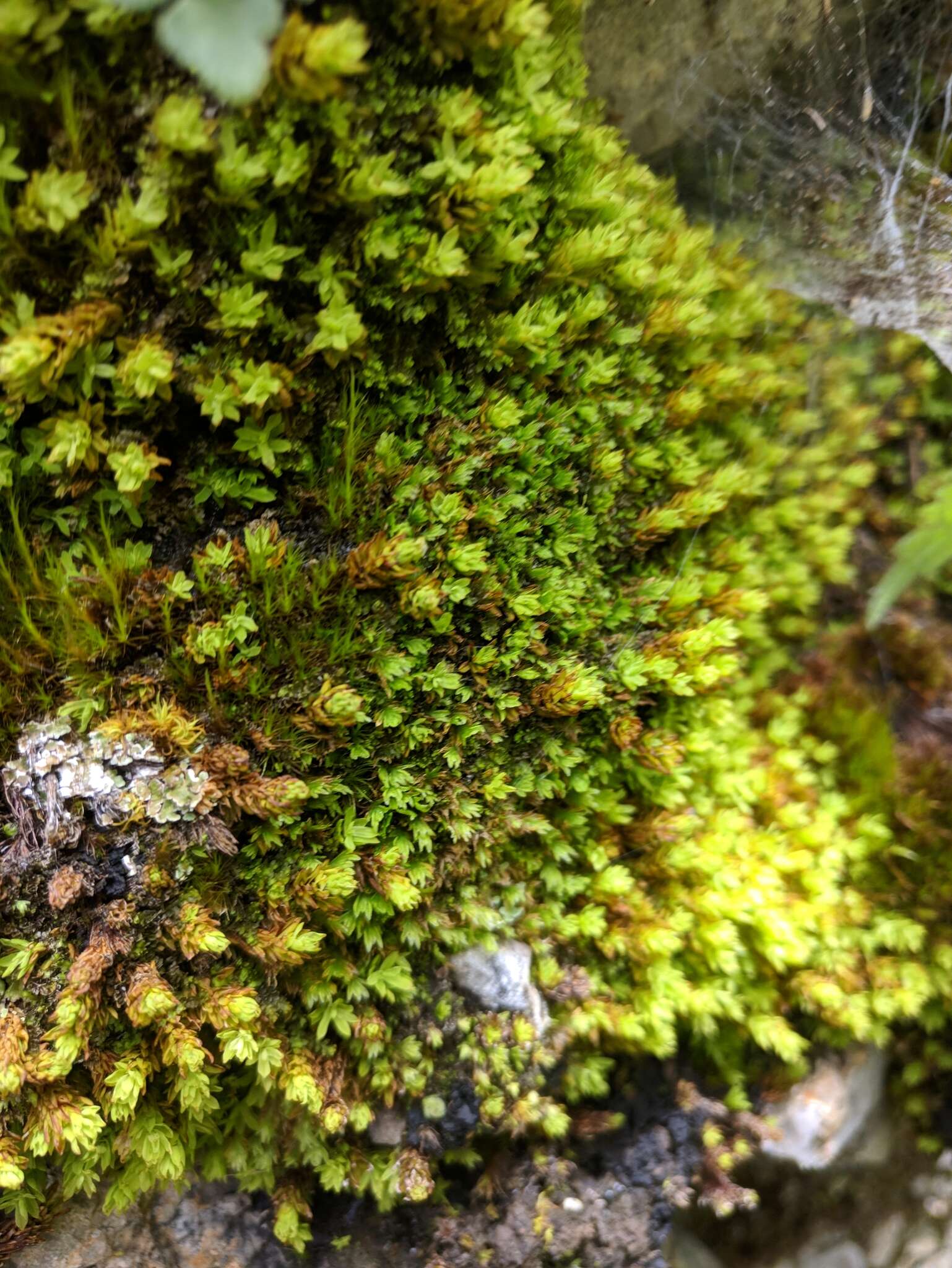 Image of spiral extinguisher-moss