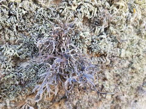 Image of roccella lichen