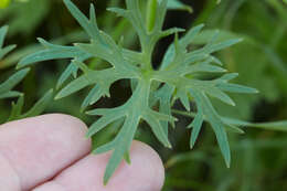 Image of Sacramento Valley Buttercup