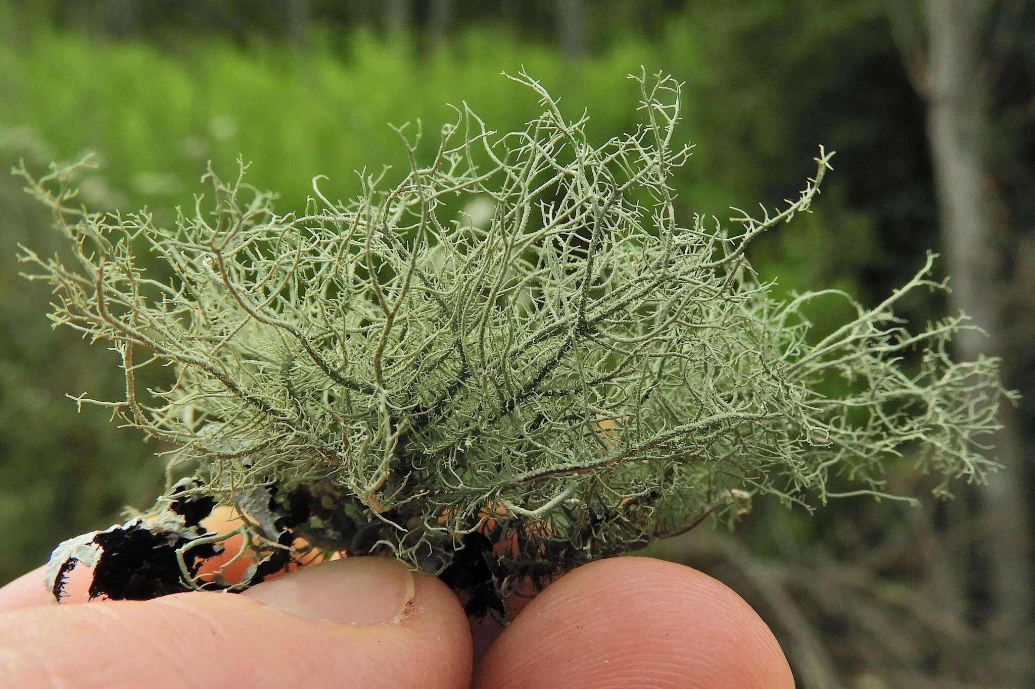 Image of Bloody beard lichen;   Beard lichen