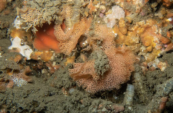 Image of Phidolopora pacifica (Robertson 1908)