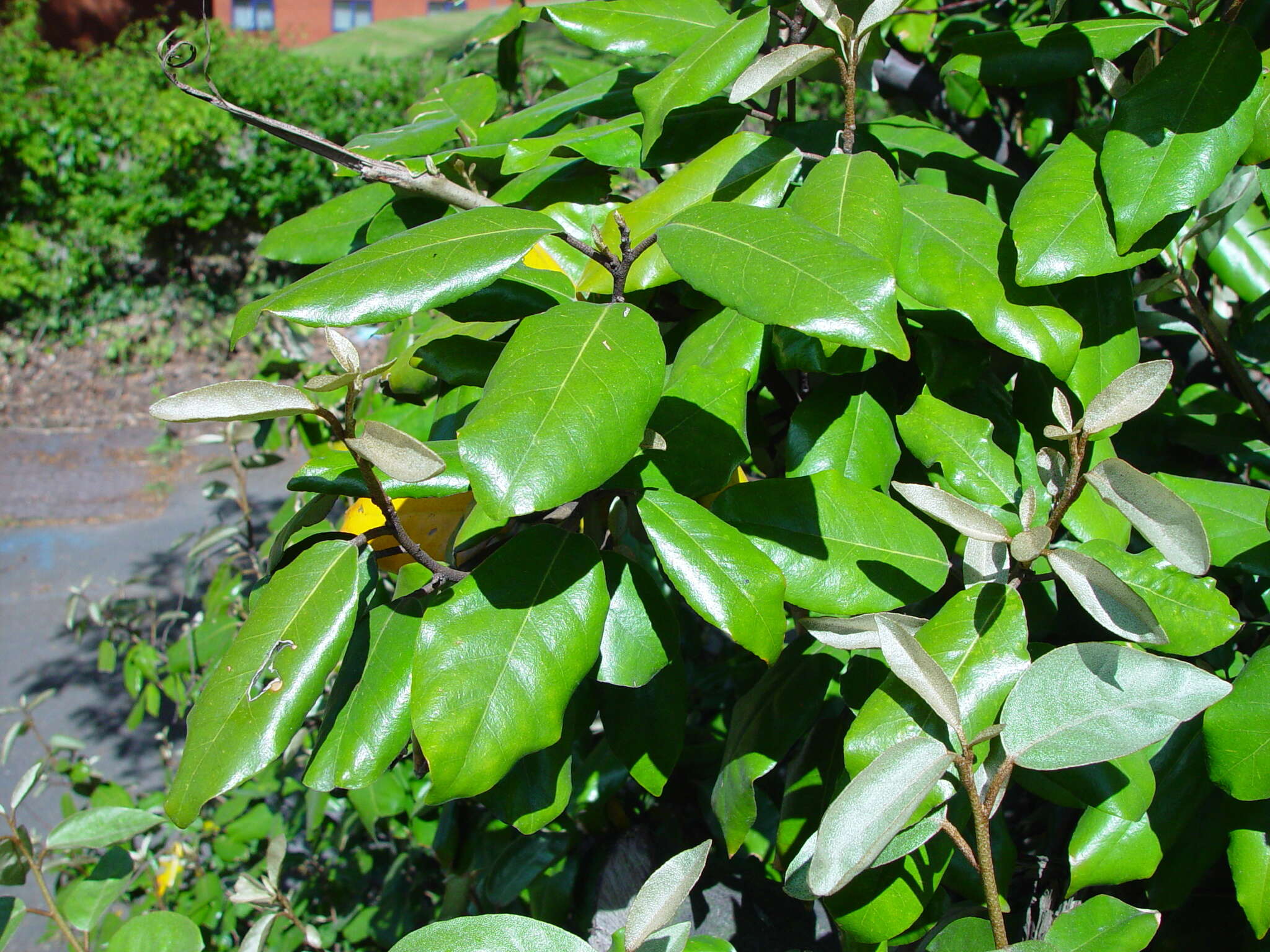 Image of Elaeagnus macrophylla Thunb.