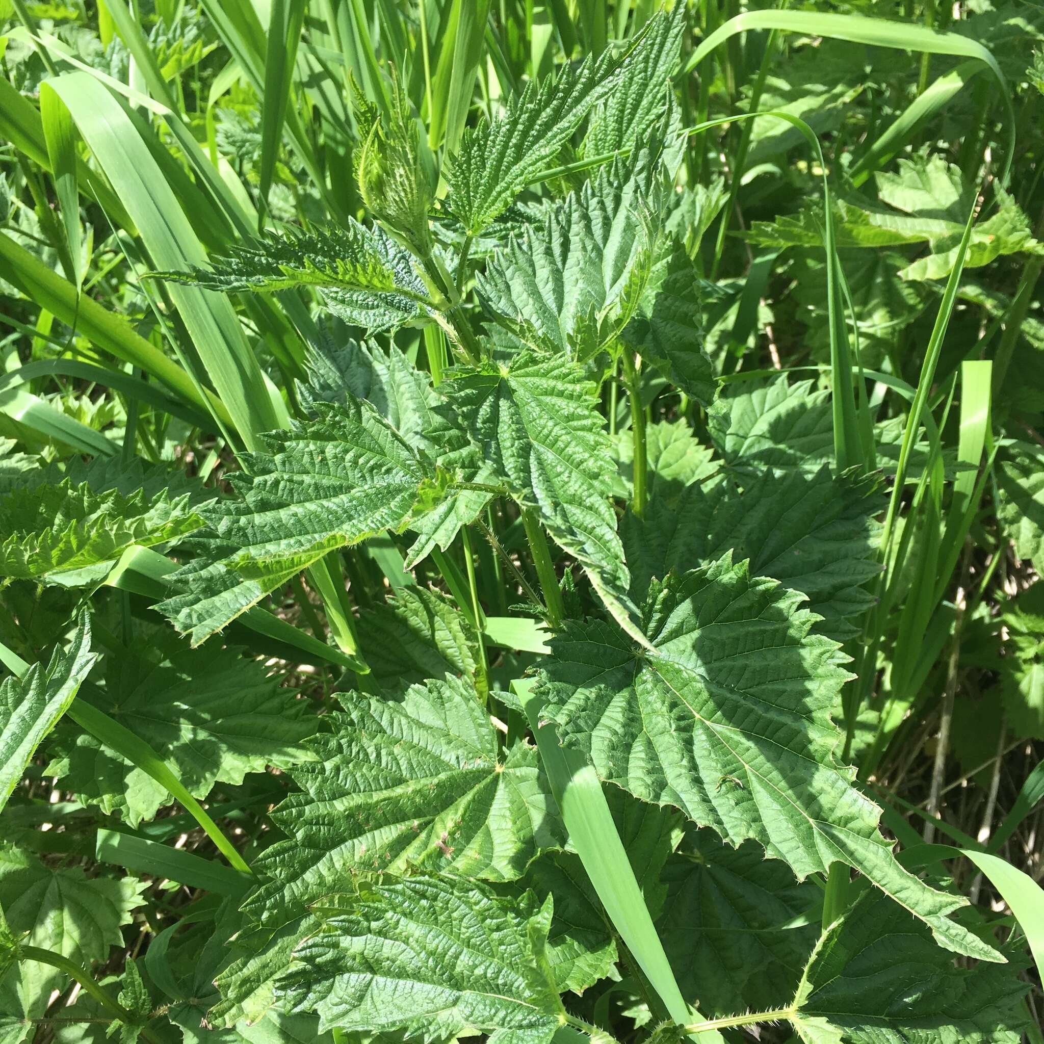 Urtica gracilis subsp. gracilis resmi