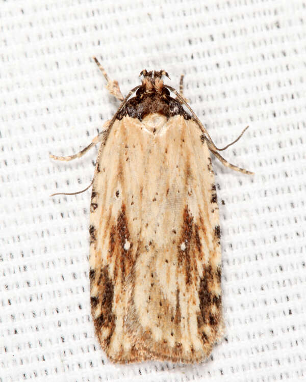 Image de Agonopterix atrodorsella Clemens 1863