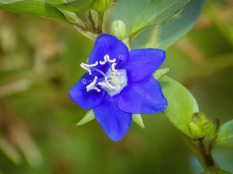 Hydrolea zeylanica (L.) Vahl resmi