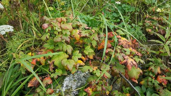 Image of trailing black currant