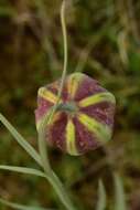 Image of Fritillaria lusitanica Wikstr.