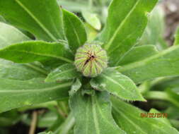 Image of pot marigold