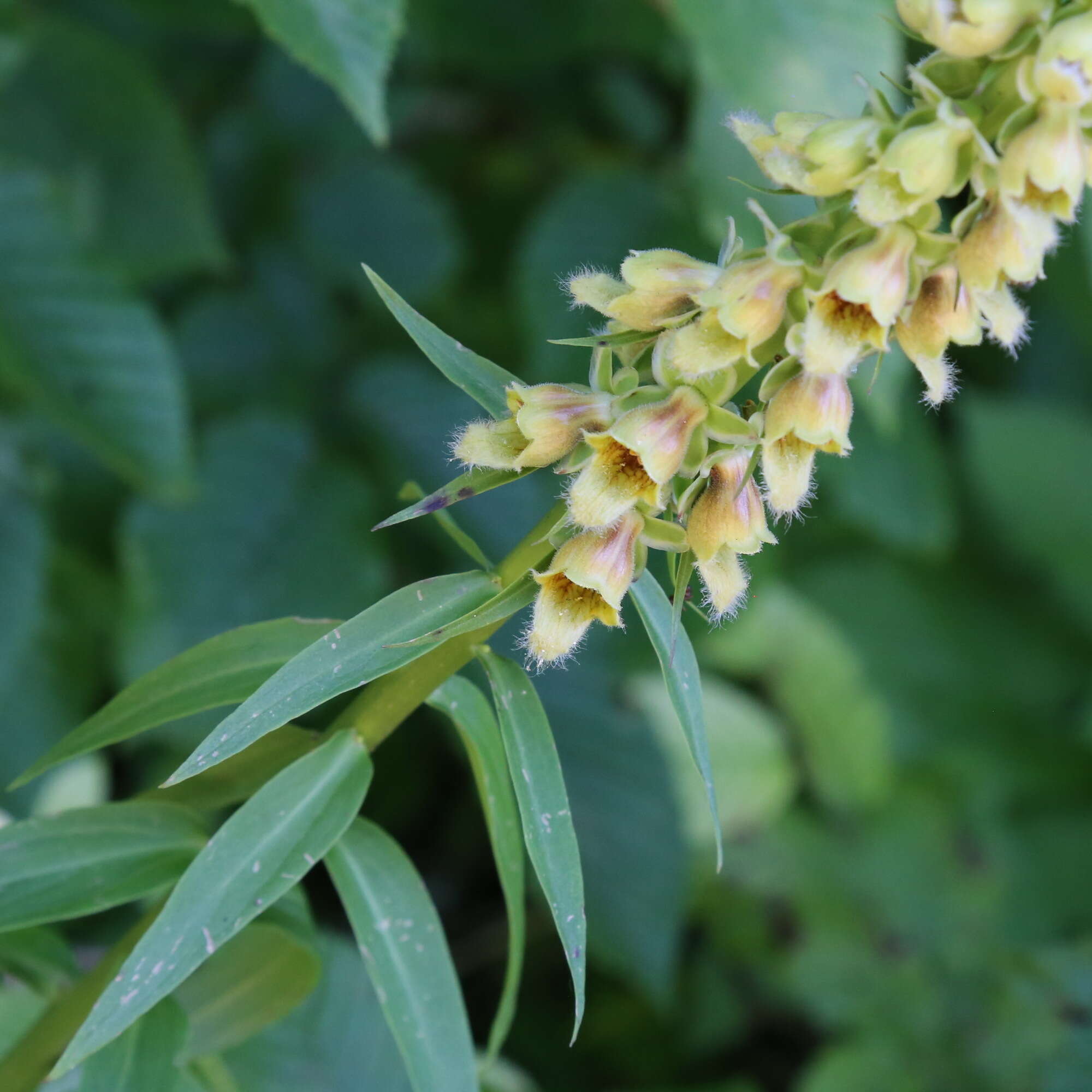 صورة Digitalis ferruginea subsp. schischkinii (Ivan.) Werner