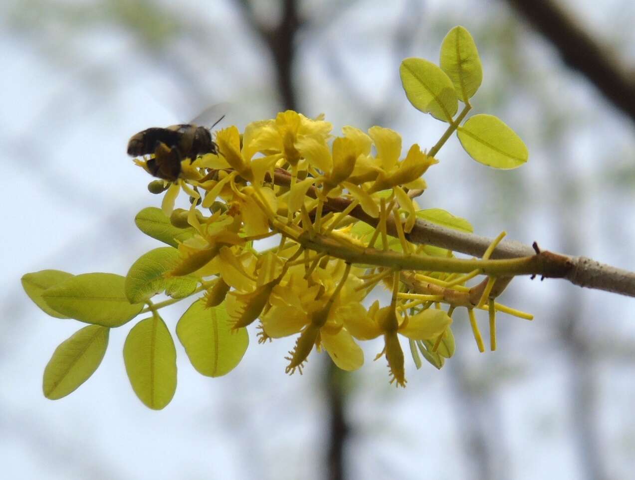 Image of <i>Coulteria platyloba</i>