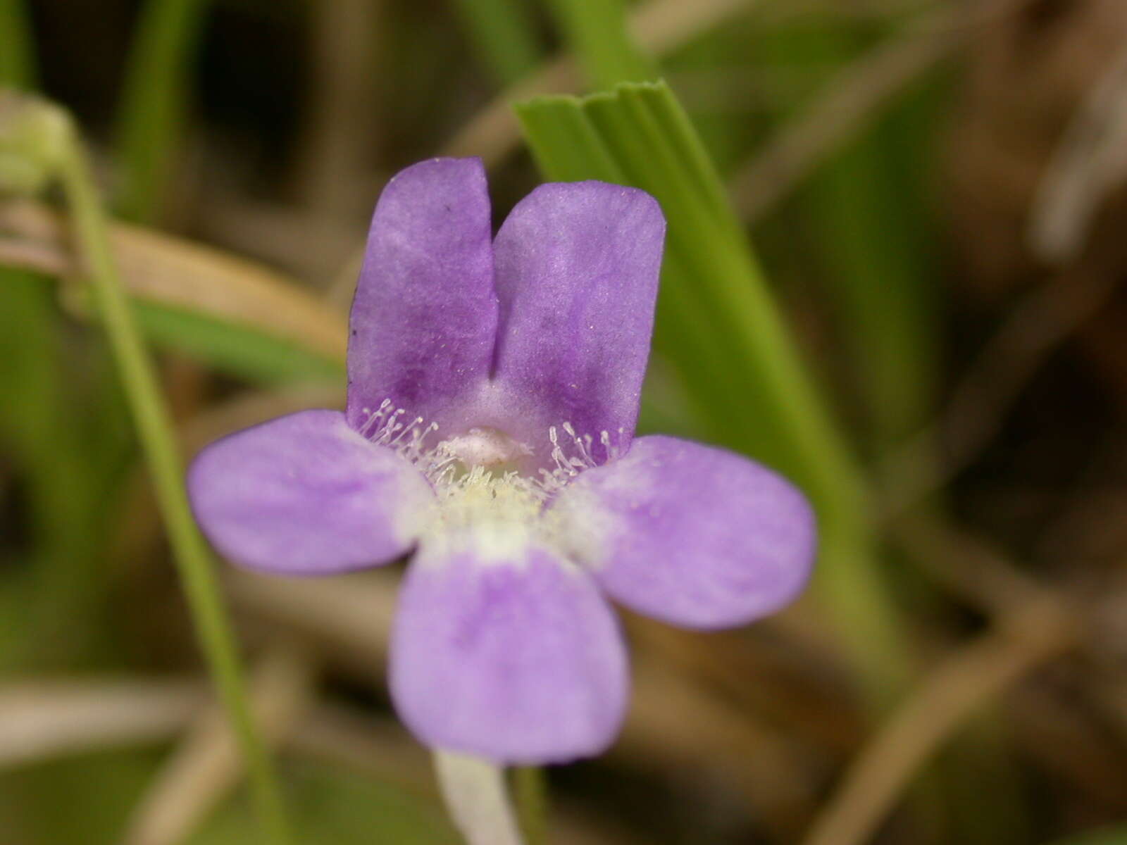 Image of Pinguicula caussensis (Casper) Roccia