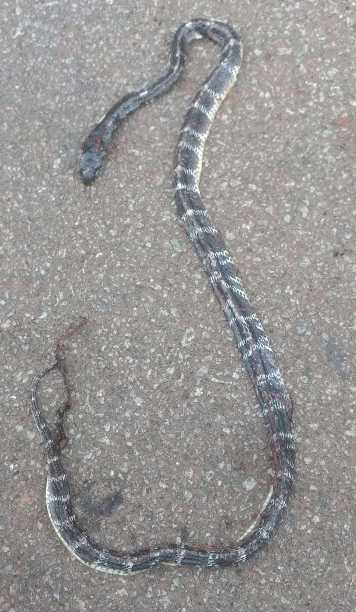 Image of Common Indian krait