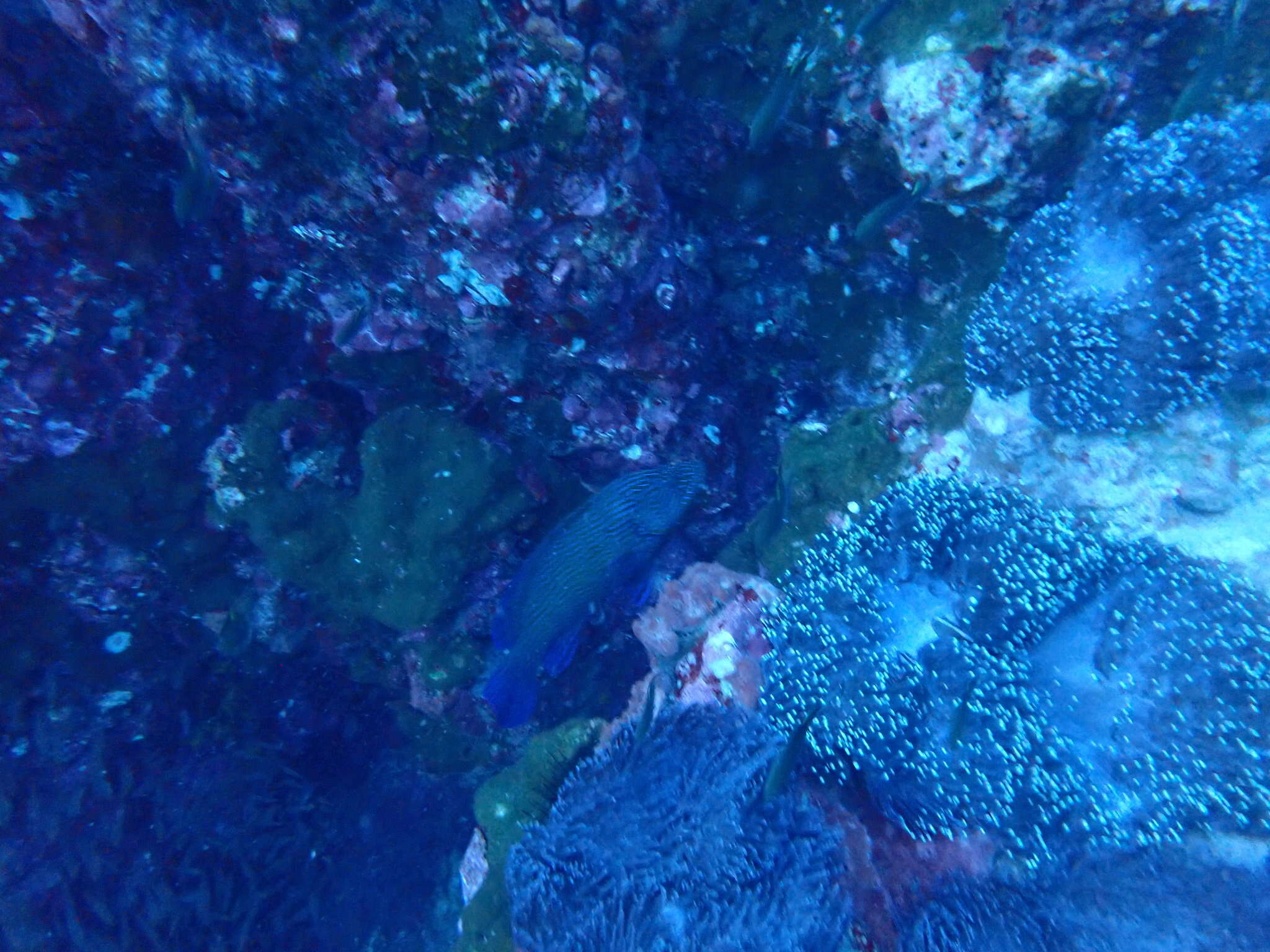 Image of Blue-lined Rock Cod