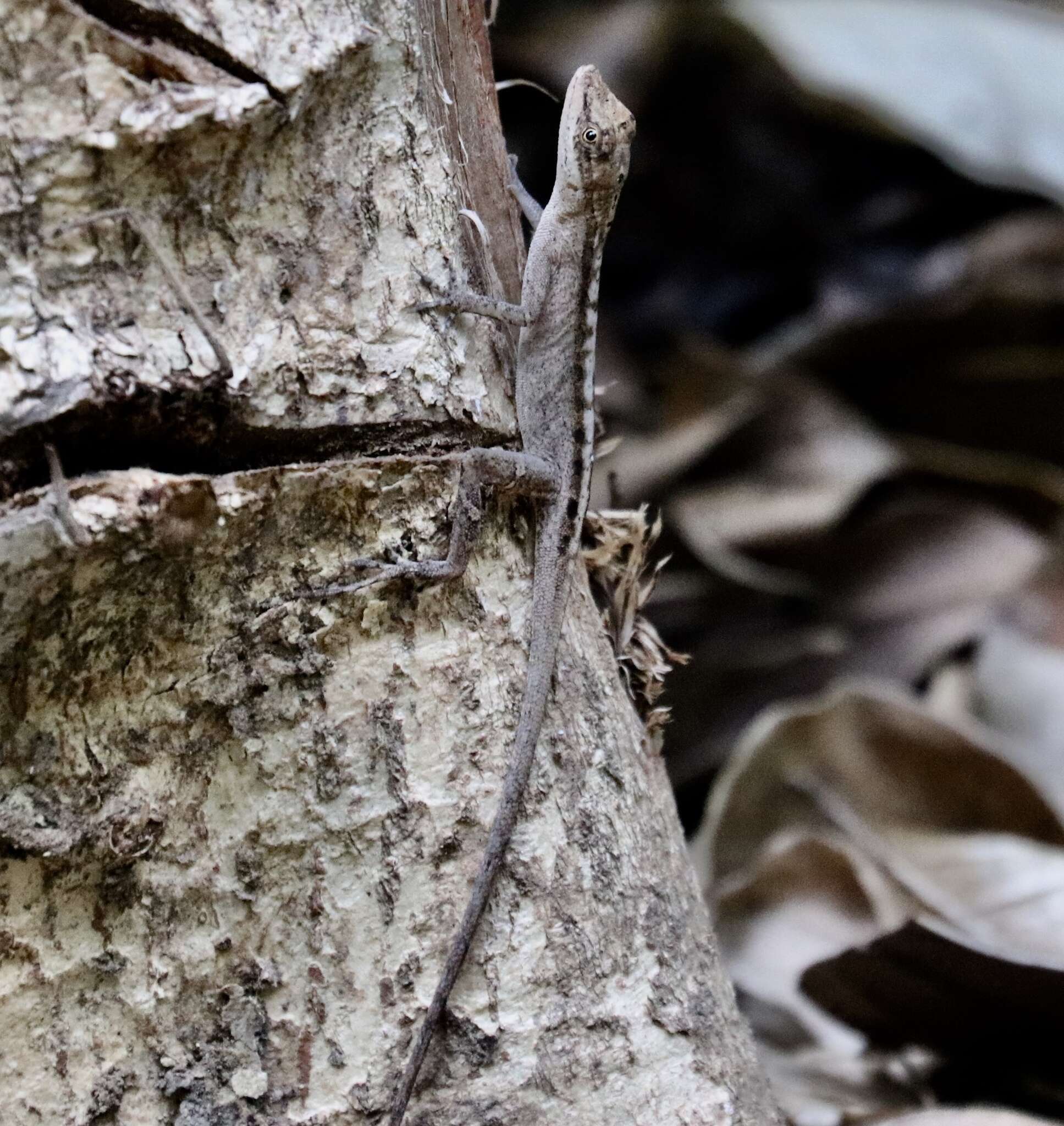 Image of Anolis apletophallus Köhler & Sunyer 2008