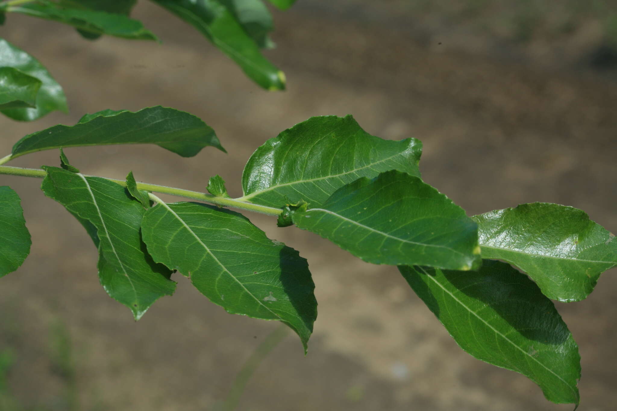 Image de Salix pyrolifolia Ledeb.