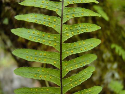 Polypodium martensii Mett.的圖片