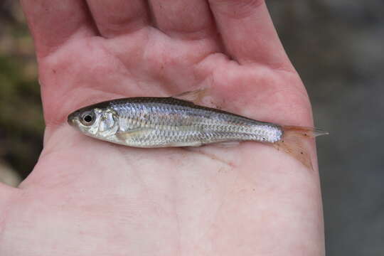 Image of Striped Shiner