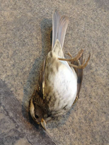 Image of White-throated Sparrow