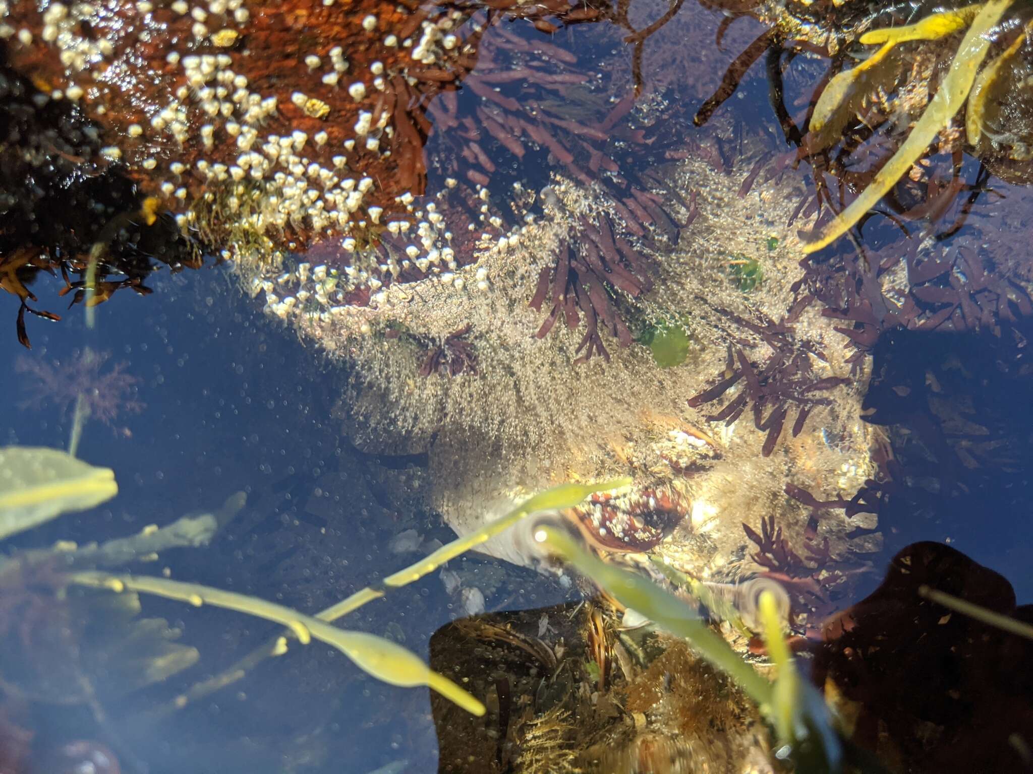 Image of bell hydroid