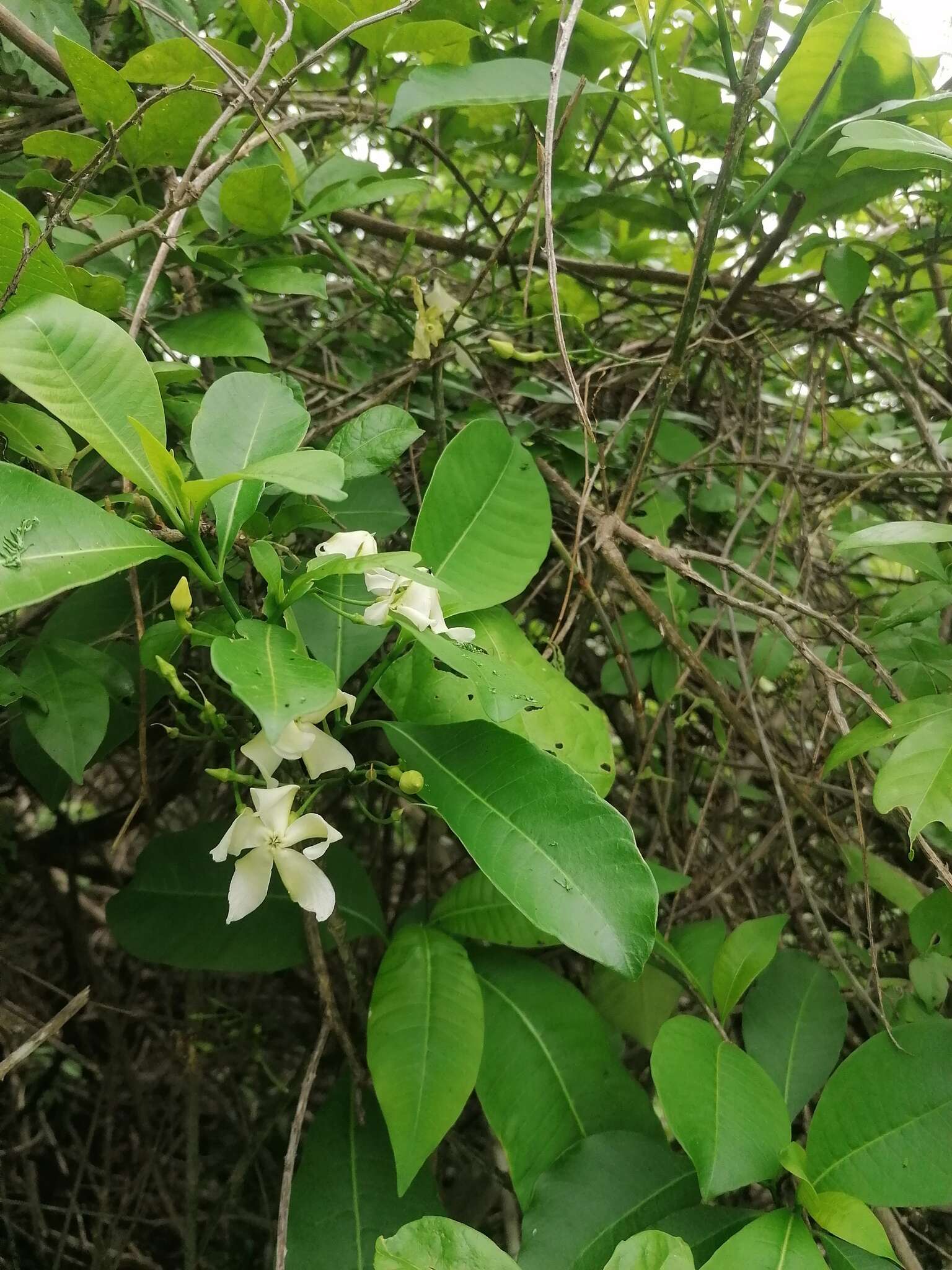 Plancia ëd Tabernaemontana amygdalifolia Jacq.