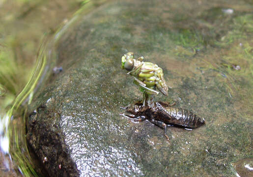 Image of Eastern Least Clubtail