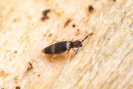 Image of Springtail