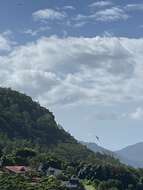 Image of Seychelles Swiftlet