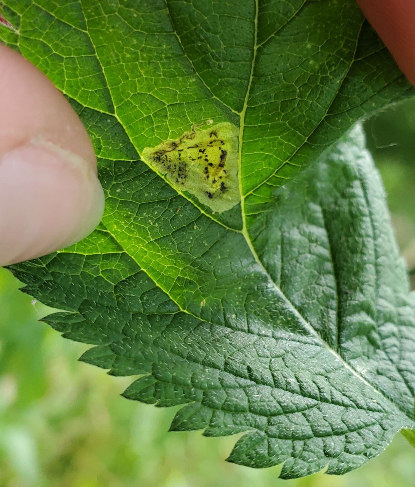 Image of Calycomyza verbenae Hering 1951