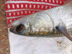 Image of Grey Mullet