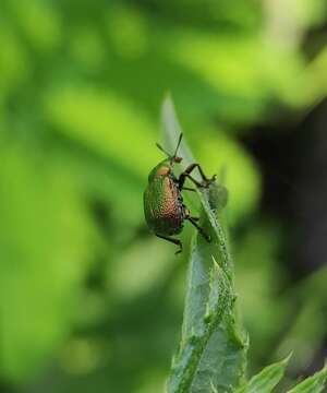 Imagem de Byctiscus rugosus Voss 1930