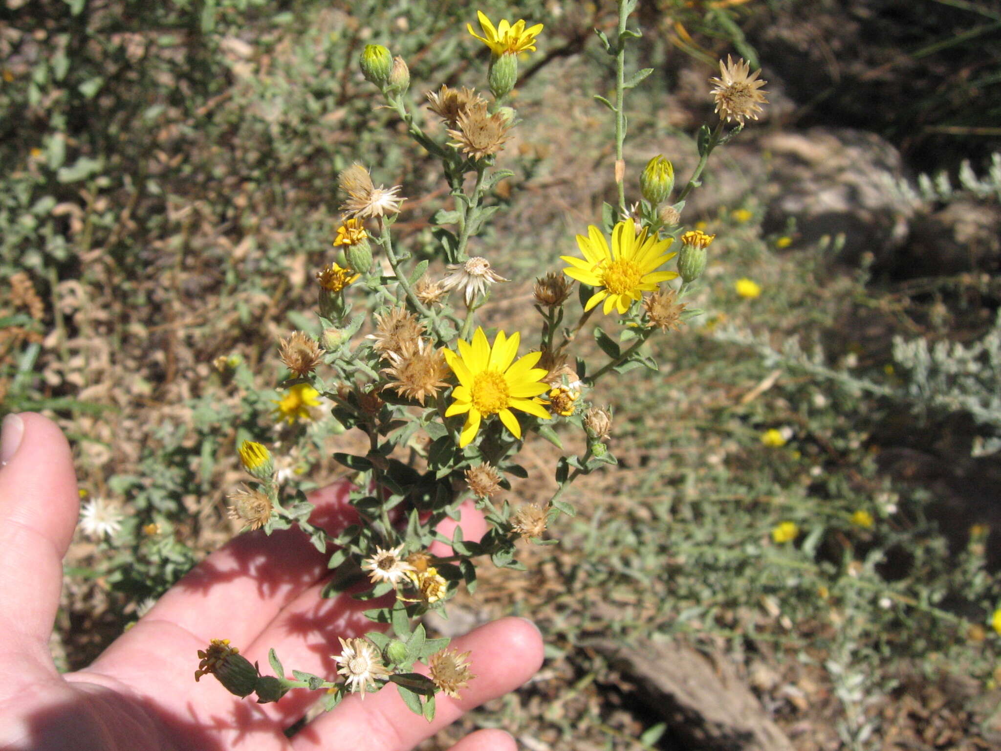 Image of Heterotheca excelsior G. L. Nesom