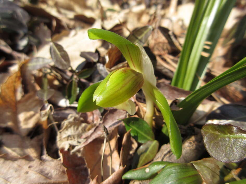 Sivun Cymbidium goeringii (Rchb. fil.) Rchb. fil. kuva