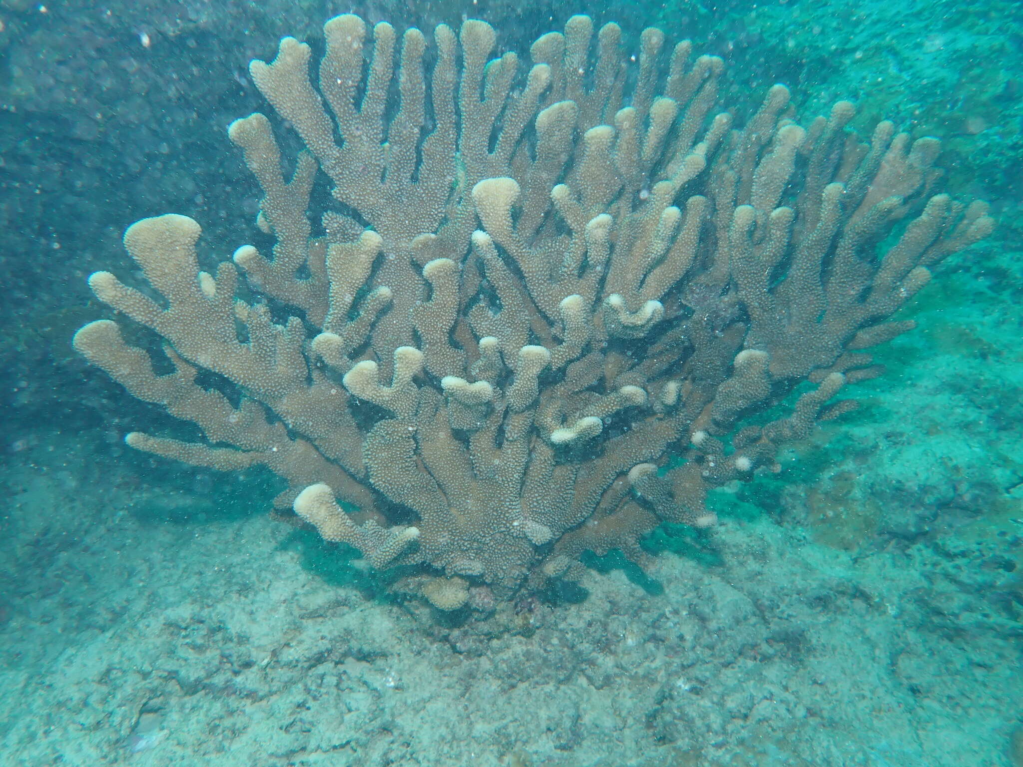 Слика од Pocillopora grandis Dana 1846