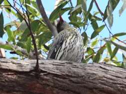 Image of Olive-backed Oriole