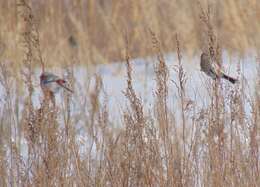 Image of Long-tailed Rosefinch